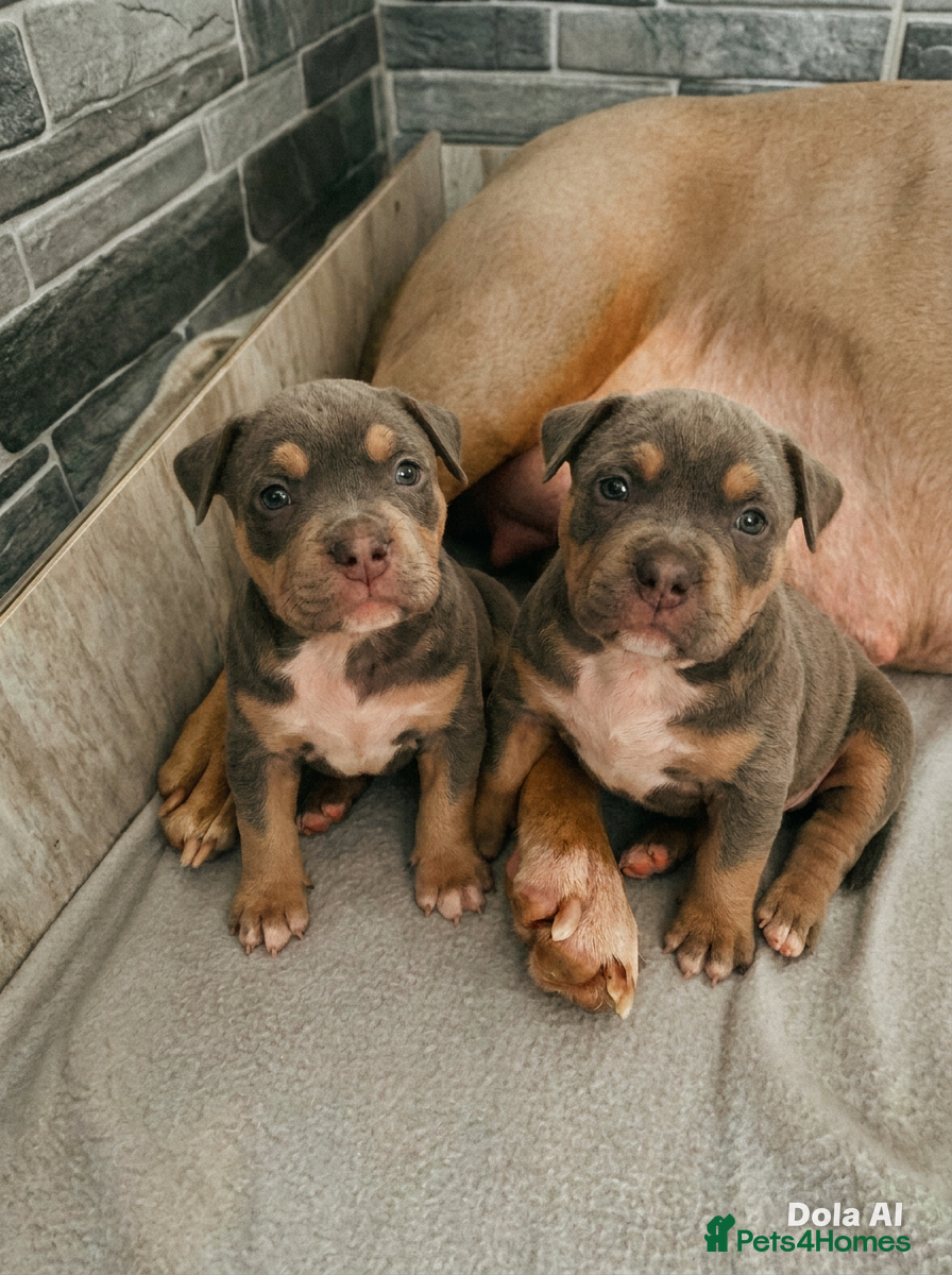American Bully dogs American pocket bullies  - Advert 1