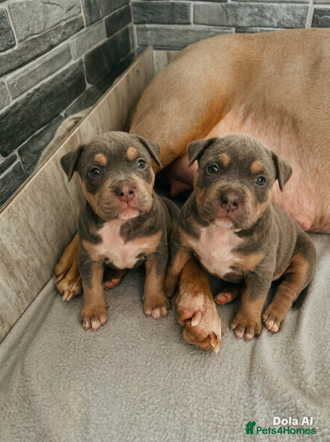 American Bully dogs for sale: American pocket bullies  - Advert 1