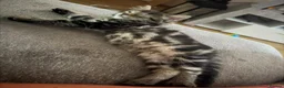 Mixed Breed cats for sale: Female, long haired, tabby kitten - Advert 2