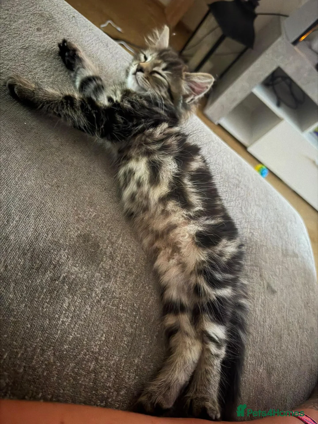 Mixed Breed cats for sale: Female, long haired, tabby kitten - Advert 2