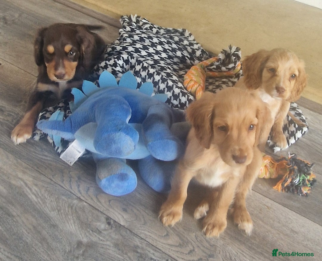 Cocker Spaniel dogs for sale: Cocker spaniels only 3 left  - Image 13