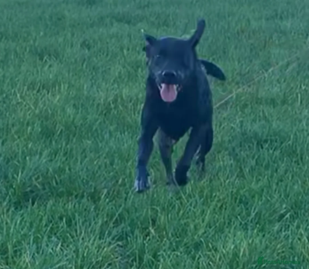 Labrador Retriever dogs for sale: Black lab  - Advert 3