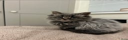 Maine Coon cats for sale: Stubbing Maine coon cubs for sale  - Advert 10