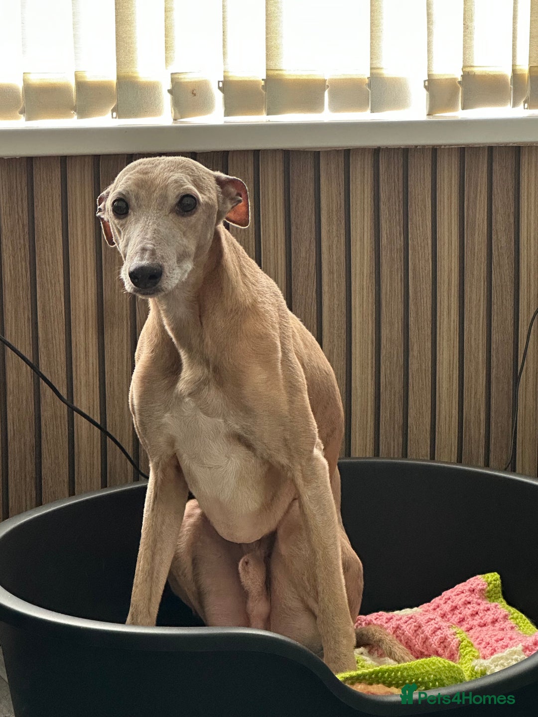 Mixed Breed dogs for sale: Lurcher for rehoming - Image 1