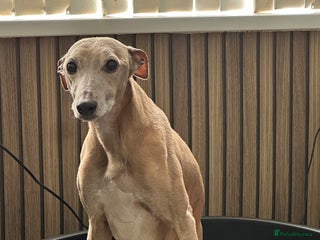 Mixed Breed dogs - Advert 13