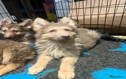 German Shepherd dogs for sale: German Shepherd Puppies Liver Isabella Blue Black  - Advert 15