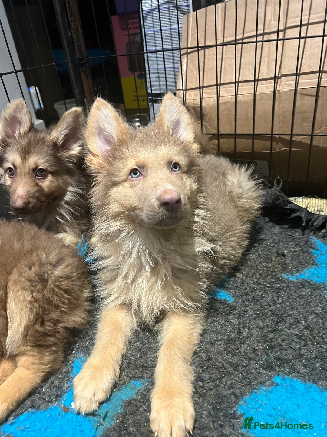 German Shepherd dogs for sale: German Shepherd Puppies Liver Isabella Blue Black  - Advert 15