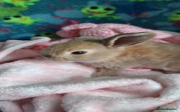 Mixed Breed rabbits for sale: Baby rabbits for sale  - Image 13