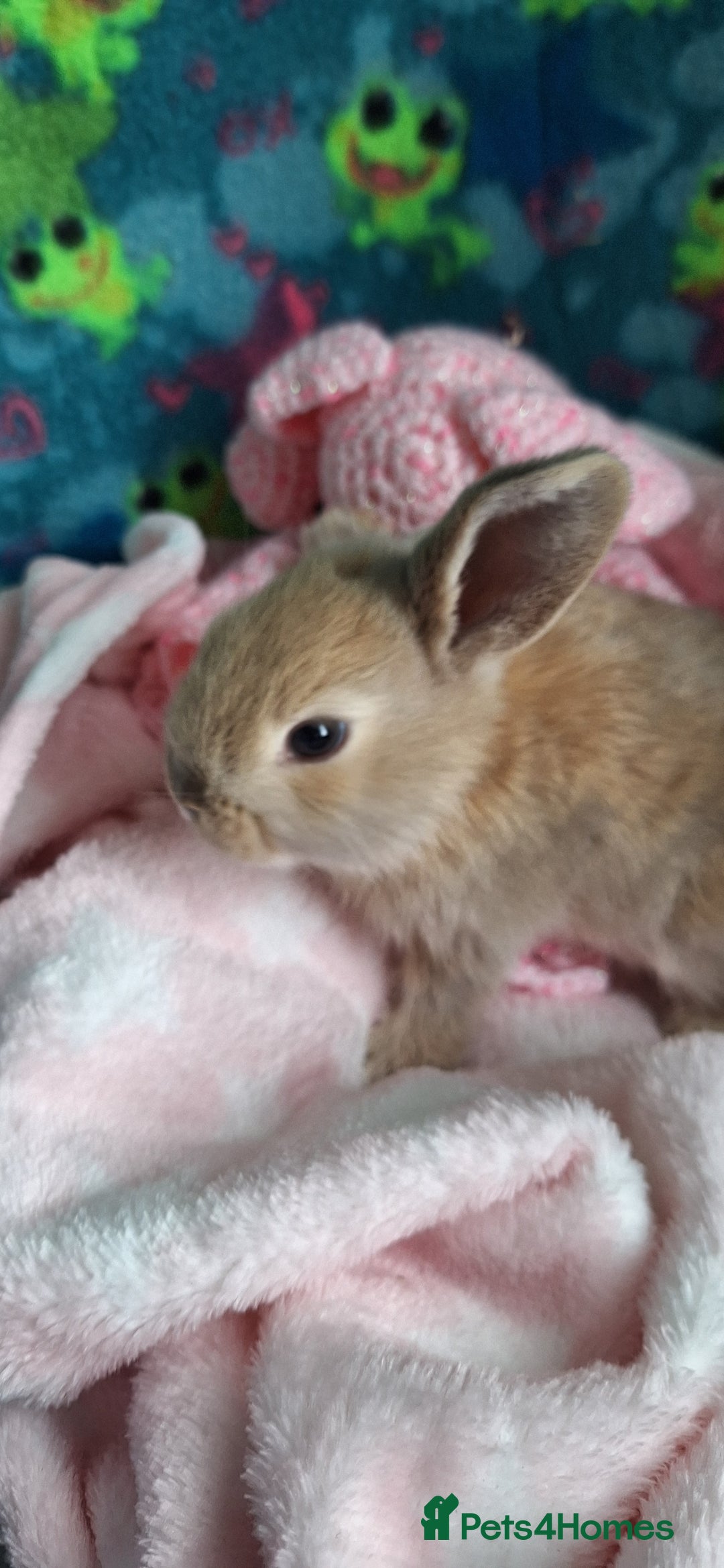 Mixed Breed rabbits for sale: Baby rabbits for sale  - Image 13