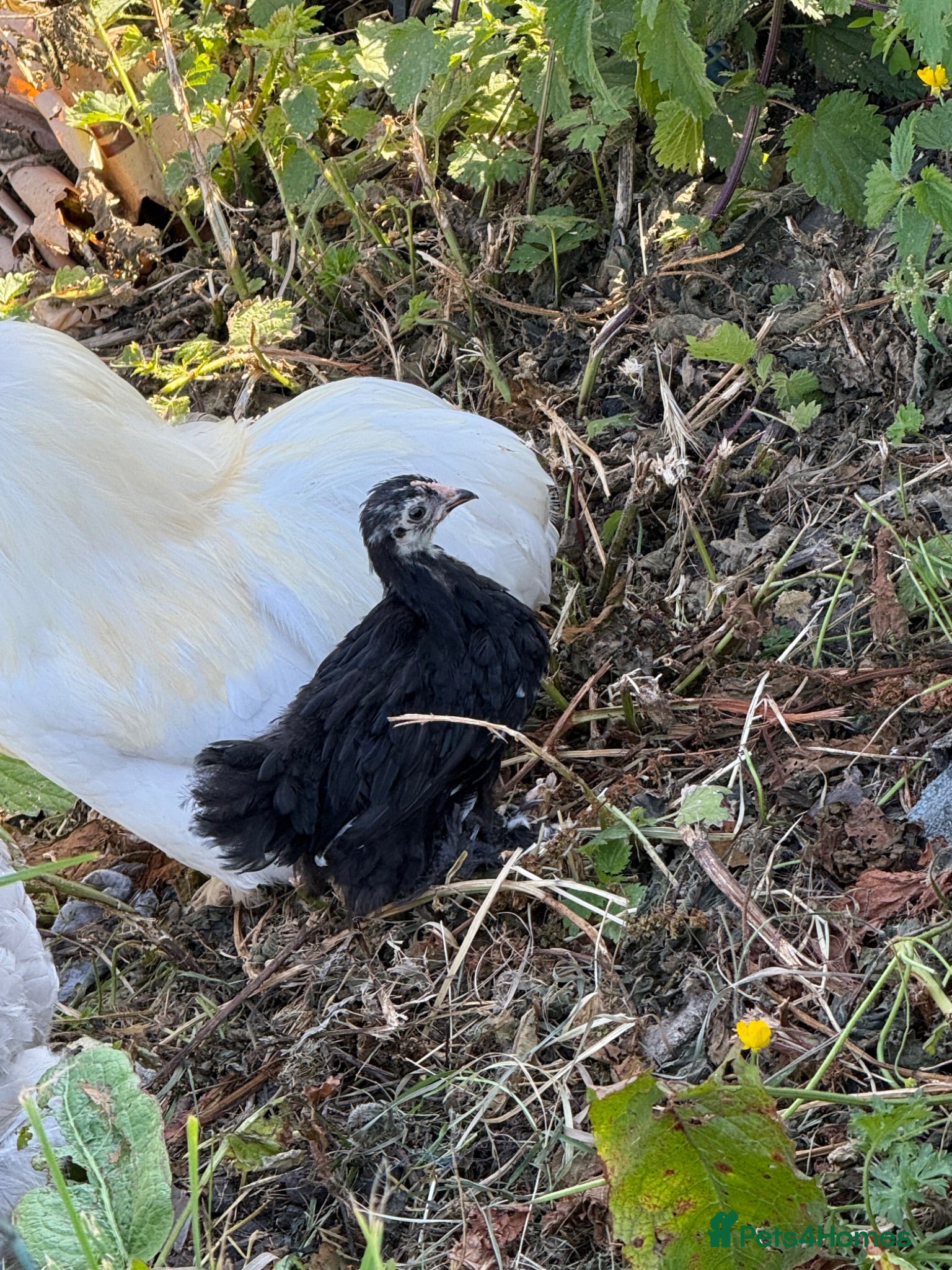 Chickens poultry Black mottled Pekin chick 7 weeks  - Advert 1