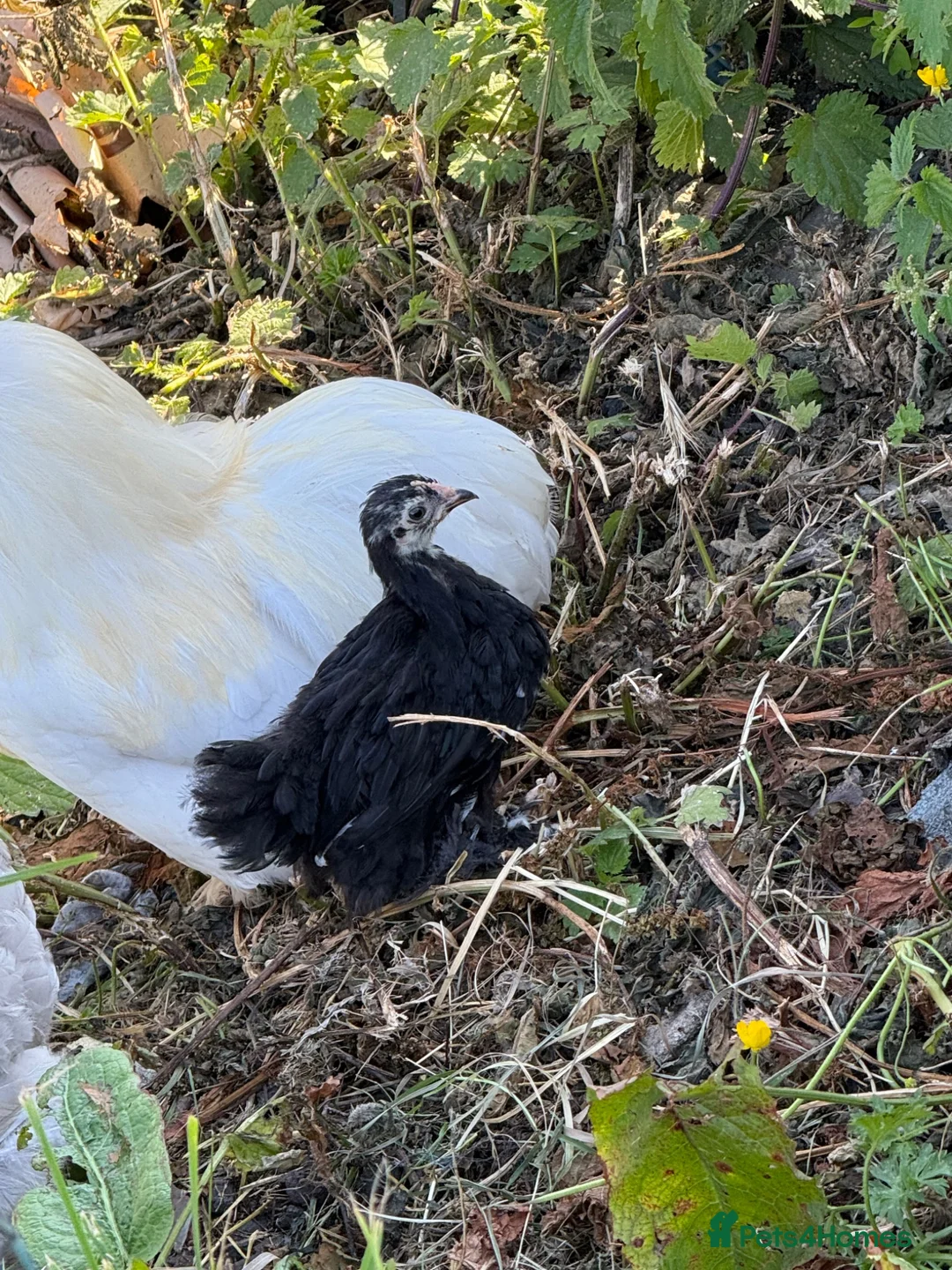 Chickens poultry for sale: Black mottled Pekin chick 7 weeks  - Advert 1