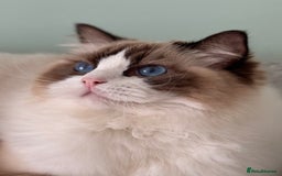Ragdoll cats for sale: Stunning Ragdoll Kitten Fife Reg Breeder - Image 2