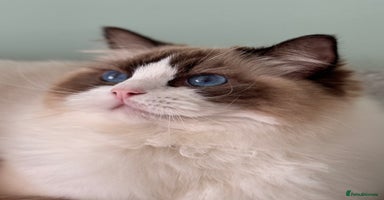 Ragdoll cats - Advert 7