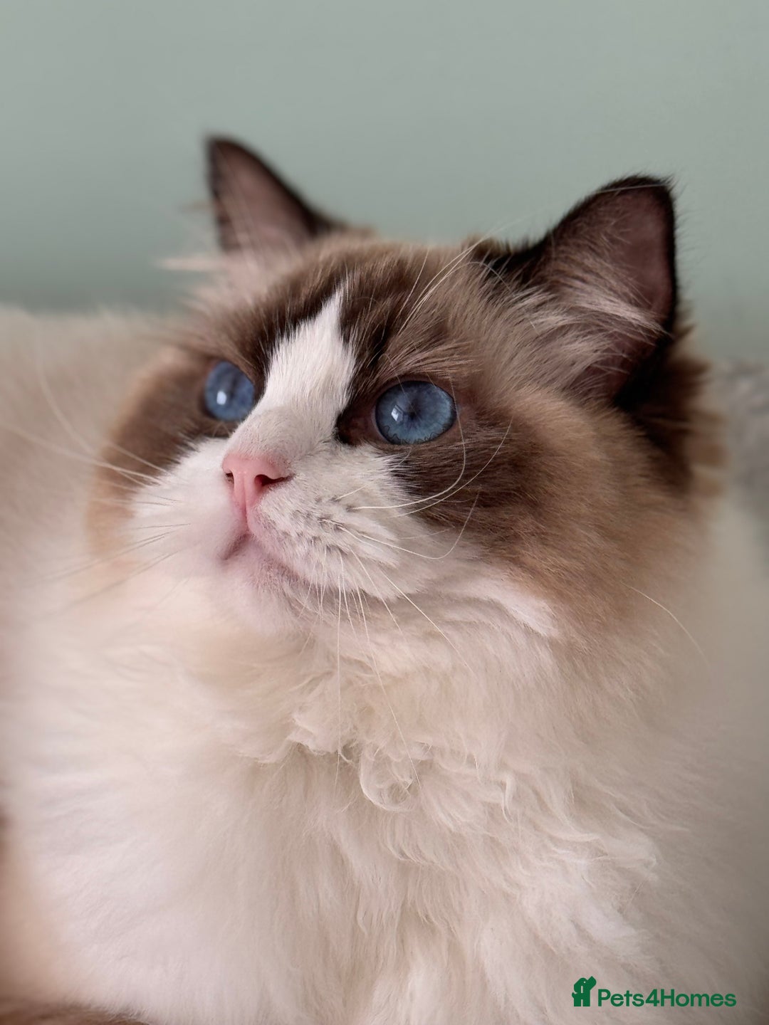 Ragdoll cats for sale: Stunning Ragdoll Kitten Fife Reg Breeder - Image 2