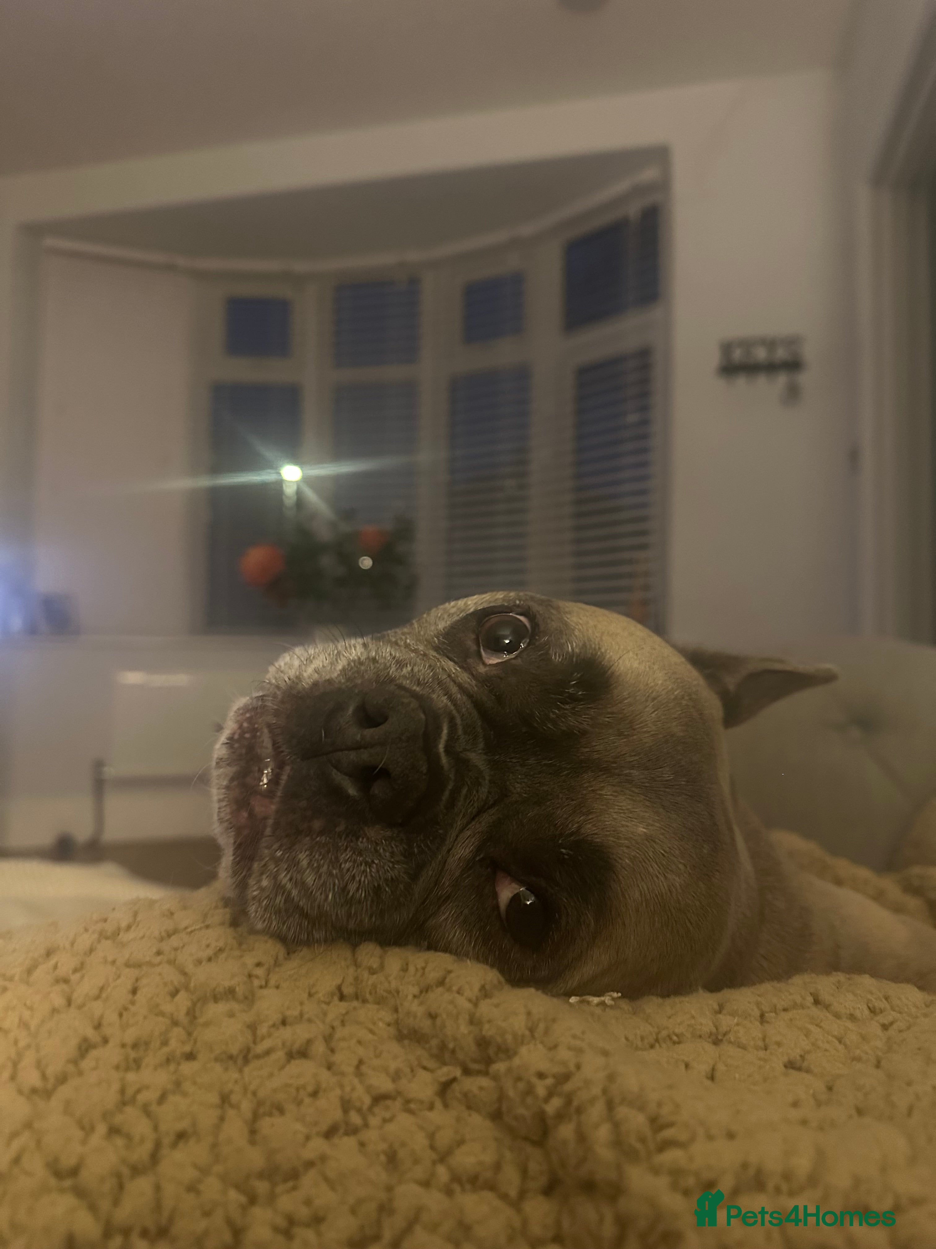 French Bulldog dogs Forever home for Gorgeous French Bulldog - Advert 1