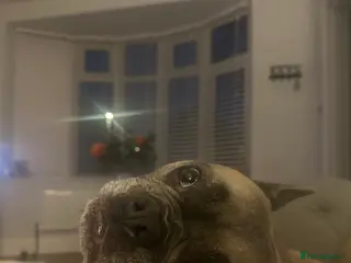 French Bulldog dogs Forever home for Gorgeous French Bulldog - Advert 12