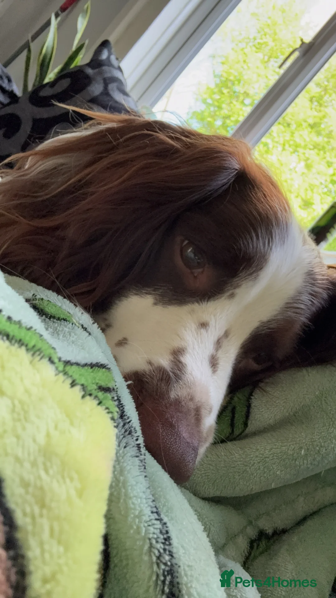 English Springer Spaniel dogs for sale: 4 year old spaniel needs loving home in Saint Austell - Advert 1