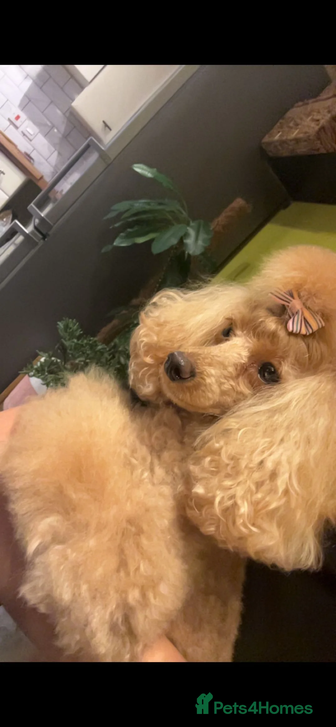 Toy Poodle dogs for sale: CH blood line, red toy poodles, Crufts  - Advert 4