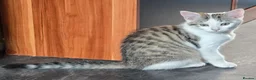 Mixed Breed cats for sale: OFFER! Beautiful playful kittens  - Advert 1