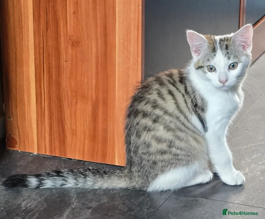 Mixed Breed cats for sale: OFFER! Beautiful playful kittens  - Advert 1