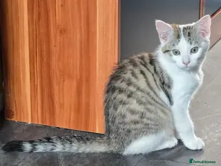 Mixed Breed cats OFFER! Beautiful playful kittens - Advert 3