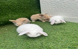 Lionhead rabbits for sale: Lionhead bunnies  - Image 2