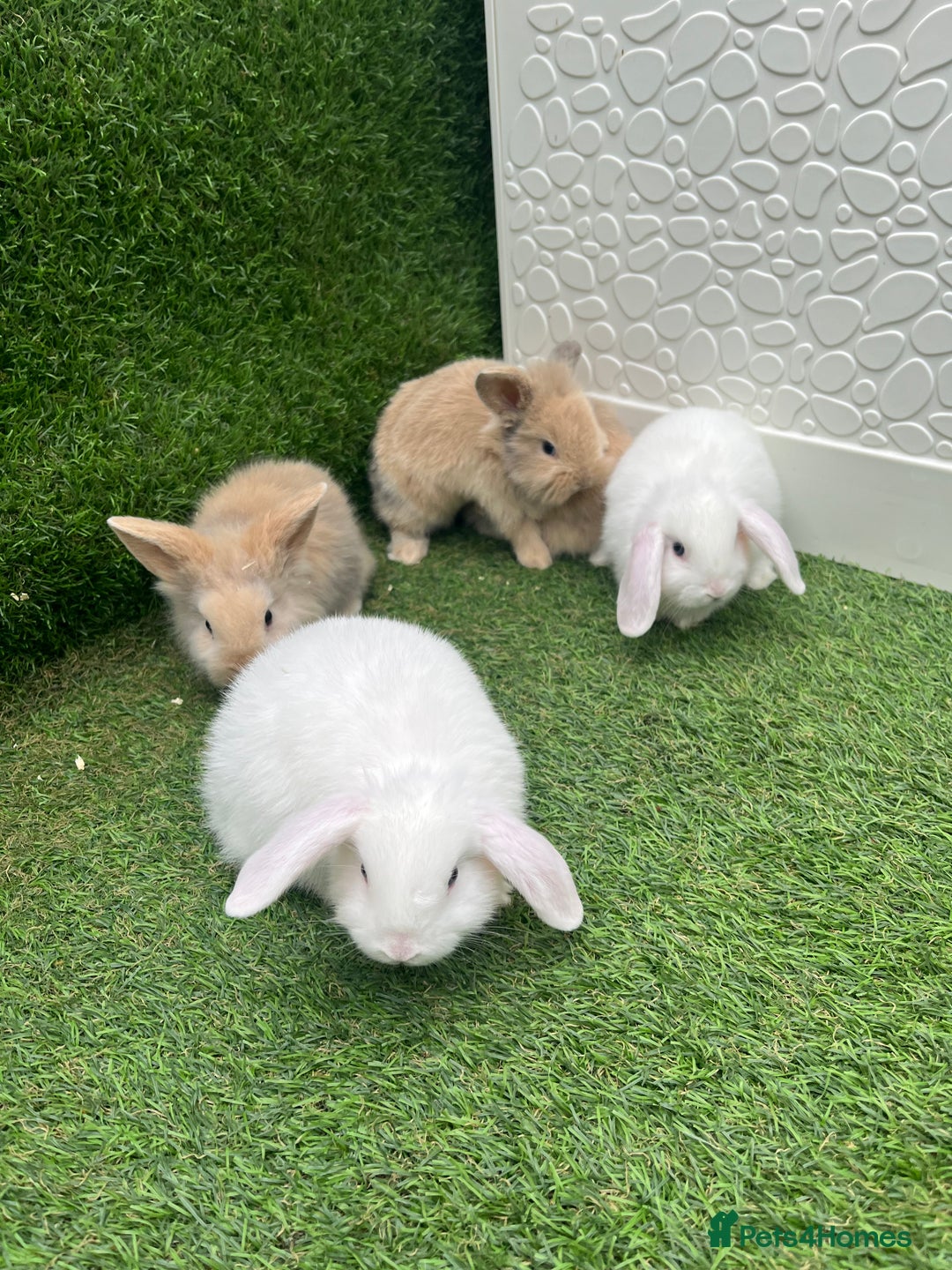 Lionhead rabbits for sale: Lionhead bunnies  - Image 2