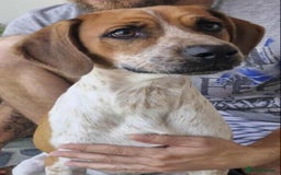 Mixed Breed dogs for adoption: Terry needs a loving home  - Image 6