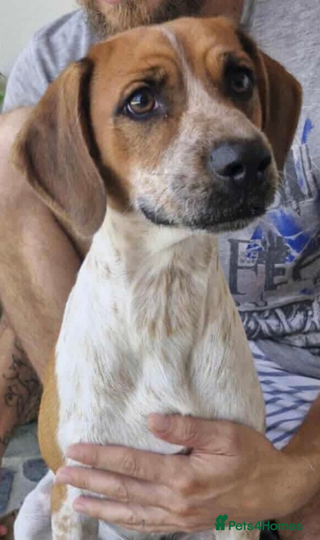 Mixed Breed dogs for adoption: Terry needs a loving home  - Image 6