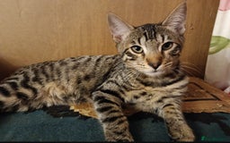 Mixed Breed cats for sale: Bengal Markings Red , Torbie , Silver Rossetted - Image 13