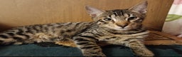 Mixed Breed cats for sale: ✨EXCLUSIVE✨ 5th Gen ASIAN LEOPARD X Bengal kittens - Advert 13