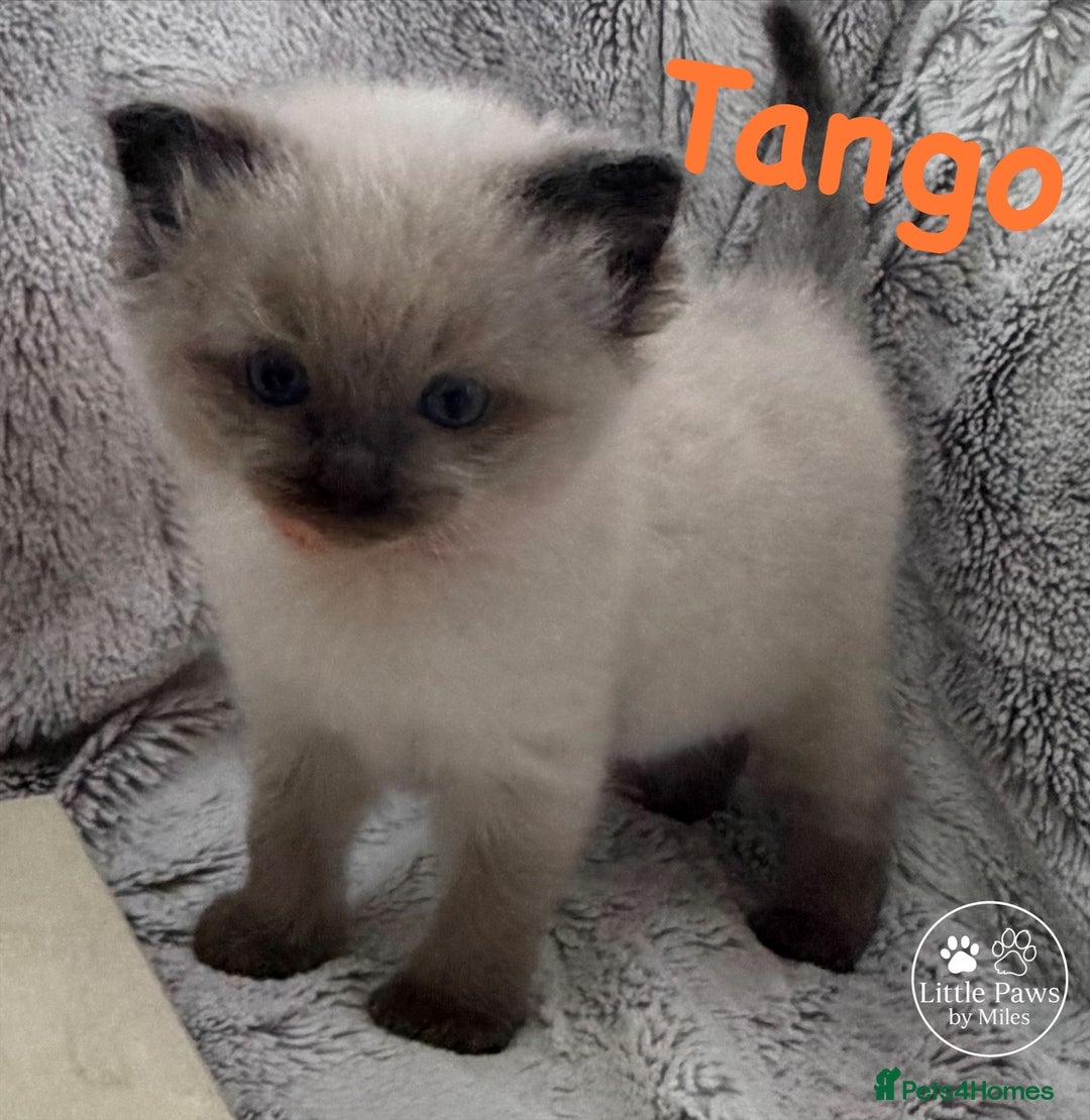 Ragdoll cats for sale: GCCF Exceptional Pedigree Ragdolls 🌸 - Advert 27