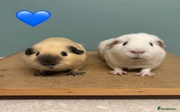 Guinea Pig rodents for sale: Californian Male Bonded pairs - Image 2
