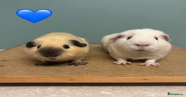 Guinea Pig rodents - Advert 5