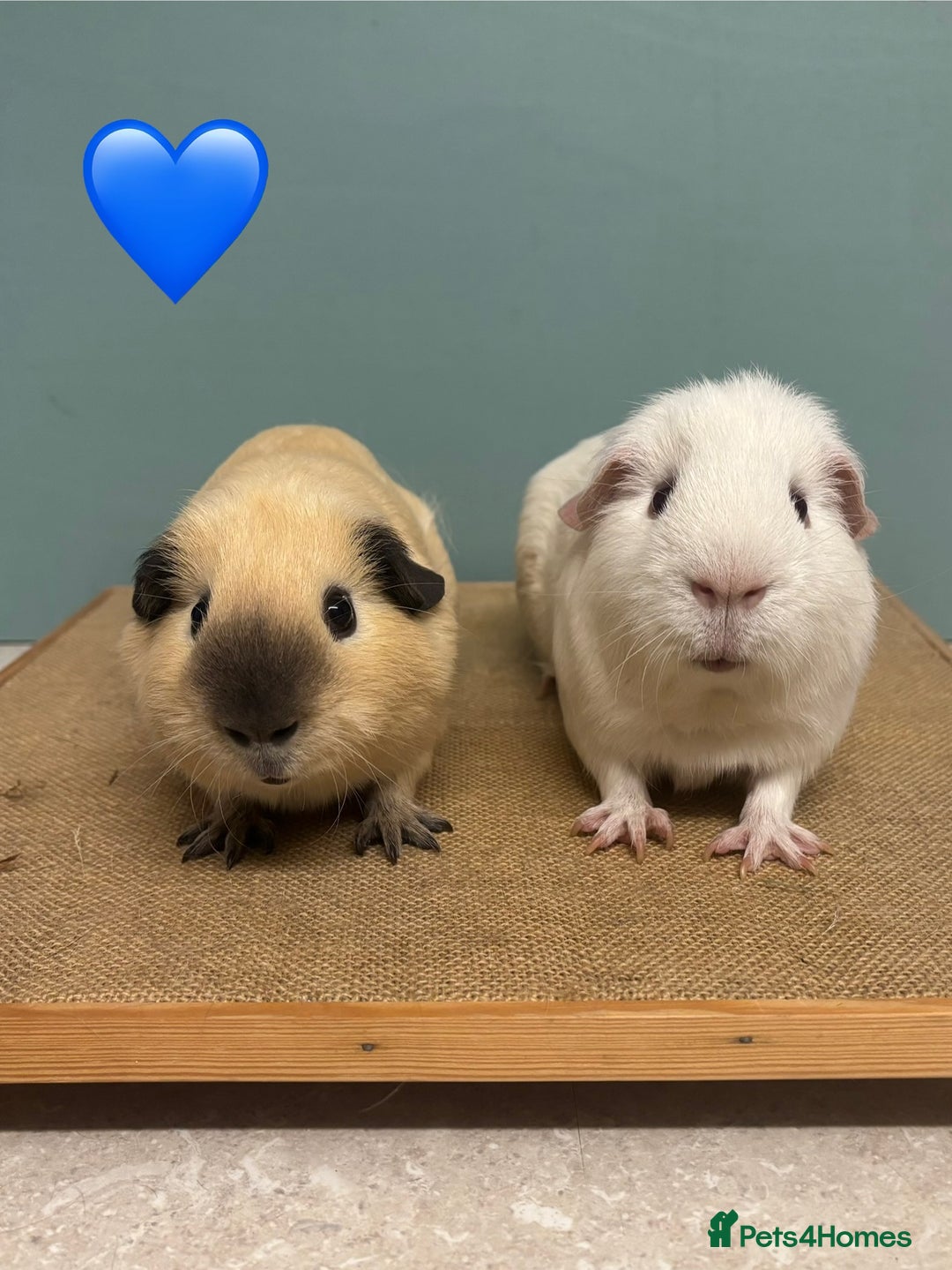 Guinea Pig rodents for sale: Californian Male Bonded pairs - Image 2