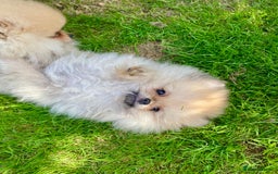 Pomeranian dogs for sale: *READY NOW!* 2 Beautiful Pomeranian Puppies - Image 3
