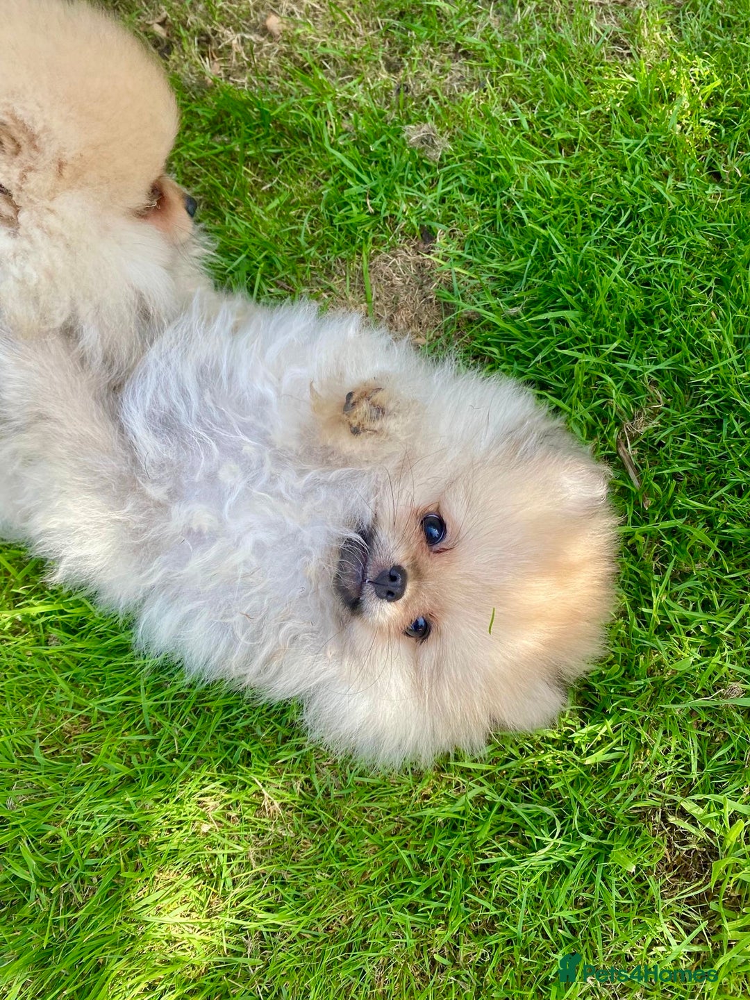 Pomeranian dogs for sale: *READY NOW!* 2 Beautiful Pomeranian Puppies - Image 3