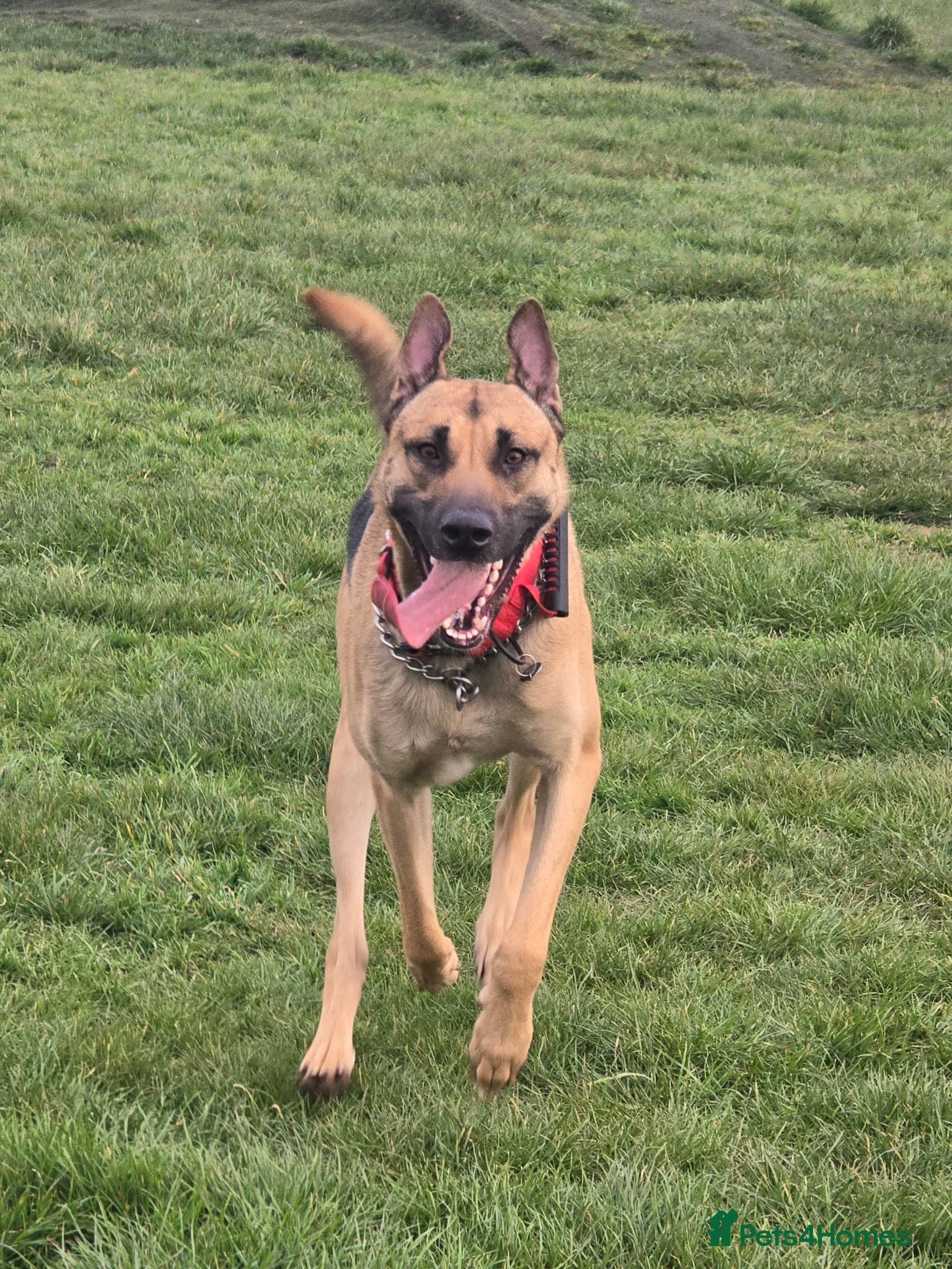 Mixed Breed dogs Mali cross shepard  - Advert 2