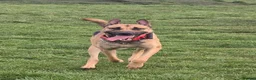 Mixed Breed dogs for sale: Mali cross shepard  - Advert 1