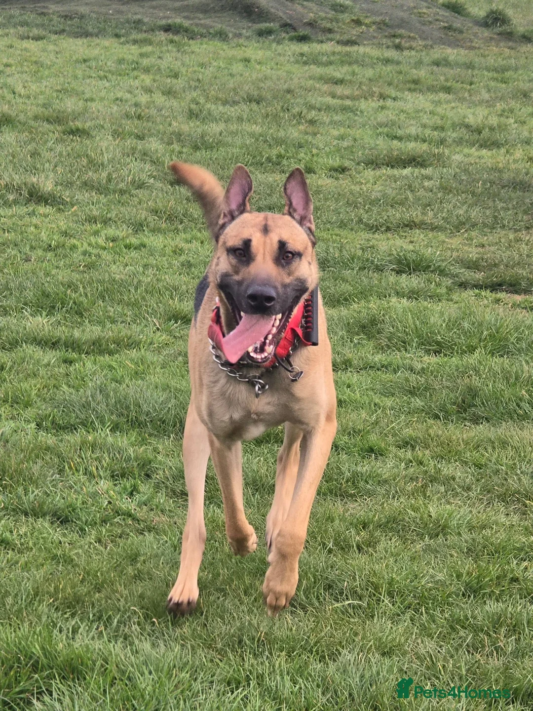 Mixed Breed dogs for sale: Mali cross shepard  - Advert 1