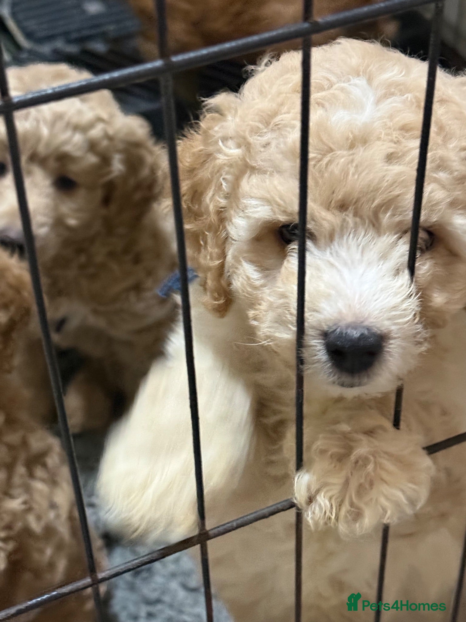 Australian Labradoodle dogs Miniature Australian labradoodles - Advert 2