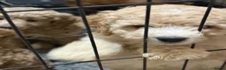 Australian Labradoodle dogs for sale: Miniature Australian labradoodles - Advert 7