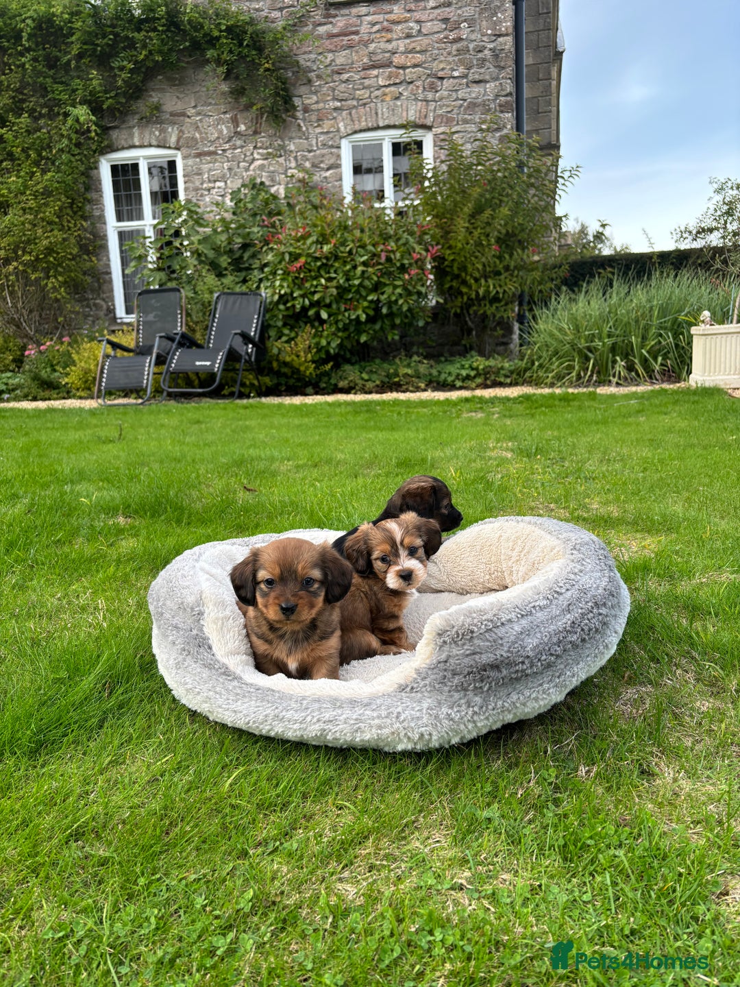 Mixed Breed dogs for sale: Shichi X mini Dachshund female pups 🐶💕 - Image 4
