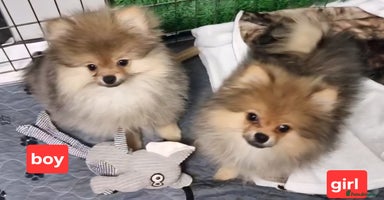 Pomeranian dogs - Advert 2