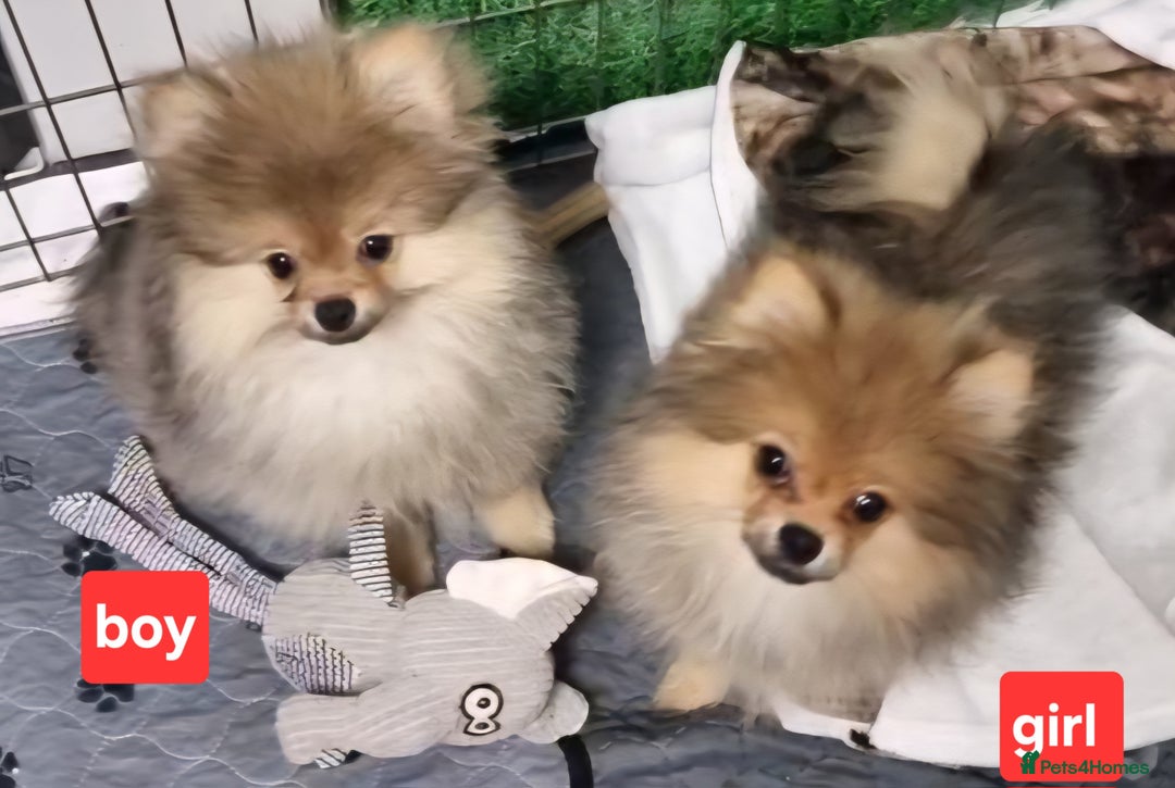 Pomeranian dogs for sale: Pomeranian  - Image 4
