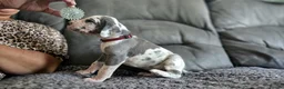 Great Dane dogs for sale: Exceptional Great Dane puppies 🐶  - Advert 24