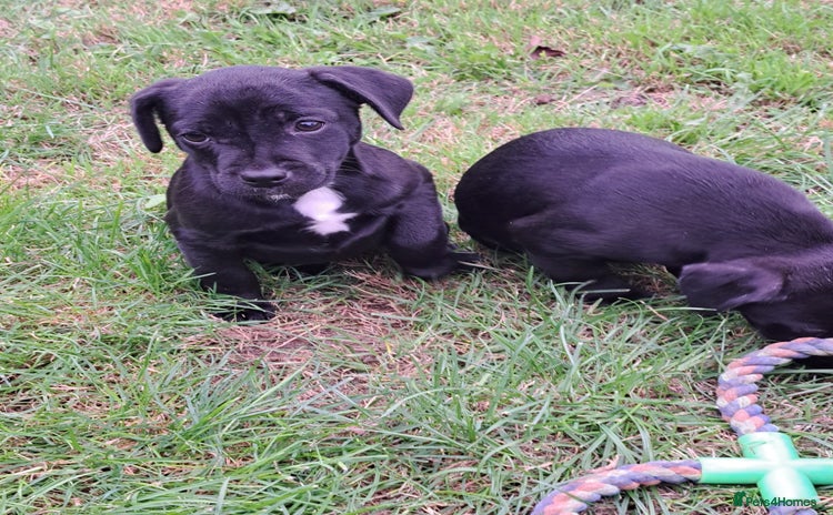 Patterdale Terrier dogs - Advert 1