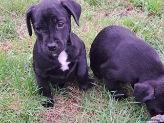Patterdale Terrier dogs - Advert 2