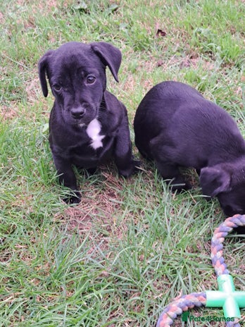 Patterdale Terrier dogs - Advert 1