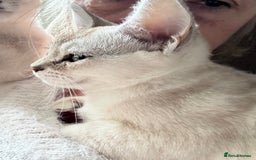 Burmese cats for sale: GCCF reg Pedigree Kittens - Image 7